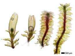 Attēlu rezultāti vaicājumam “Lophozia laxa”