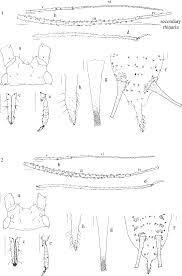 Attēlu rezultāti vaicājumam “Prociphilus xylostei”