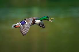 Attēlu rezultāti vaicājumam “Anas platyrhynchos male”