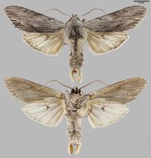 Attēlu rezultāti vaicājumam “Cucullia lucifuga”