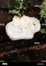 Attēlu rezultāti vaicājumam “Tyromyces chioneus”