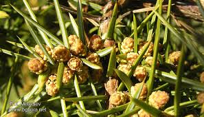Attēlu rezultāti vaicājumam “Juniperus communis male flower”