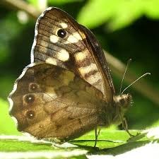 Attēlu rezultāti vaicājumam “Pararge aegeria underside”