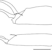Attēlu rezultāti vaicājumam “Dictenidia bimaculata male”