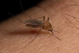 Attēlu rezultāti vaicājumam “Culex pipiens”