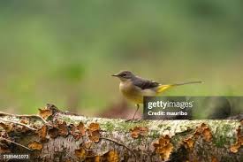 Attēlu rezultāti vaicājumam “Motacilla cinerea”