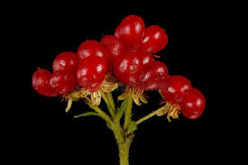 Attēlu rezultāti vaicājumam “Rubus saxatilis fruit”