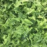 Attēlu rezultāti vaicājumam “Dicranella crispa”