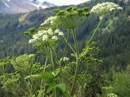 Attēlu rezultāti vaicājumam “Heracleum”