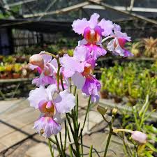 Attēlu rezultāti vaicājumam “Amarillidaceae”