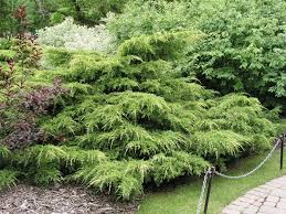 Attēlu rezultāti vaicājumam “Juniperus chinensis”