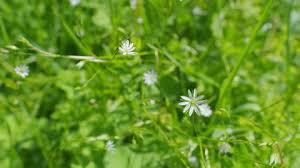 Attēlu rezultāti vaicājumam “Stellaria holostea flower”