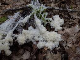 Attēlu rezultāti vaicājumam “Brefeldia maxima plasmodium”