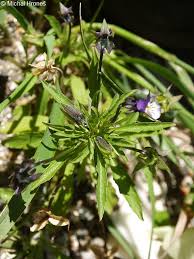 Attēlu rezultāti vaicājumam “Viola tricolor subsp. curtisii”
