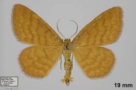 Attēlu rezultāti vaicājumam “Idaea serpentata”