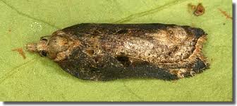 Attēlu rezultāti vaicājumam “Acleris cristana”