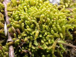 Attēlu rezultāti vaicājumam “Nardia geoscyphus”