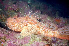 Image result for Scorpaena scrofa