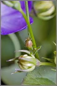 Attēlu rezultāti vaicājumam “Campanula latifolia fruit”