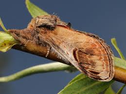 Attēlu rezultāti vaicājumam “Notodonta ziczac”