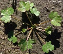 Attēlu rezultāti vaicājumam “Ranunculus sceleratus leaf”