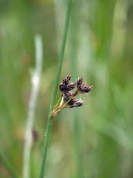 Attēlu rezultāti vaicājumam “Juncus balticus”