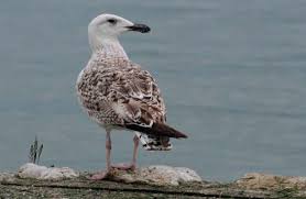 Attēlu rezultāti vaicājumam “Larus marinus”