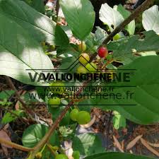 Attēlu rezultāti vaicājumam “Frangula alnus”