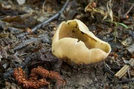 Attēlu rezultāti vaicājumam “Peziza varia”