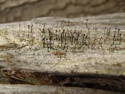 Attēlu rezultāti vaicājumam “Calicium viride”