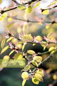 Attēlu rezultāti vaicājumam “Cercidiphyllum japonicum flower”