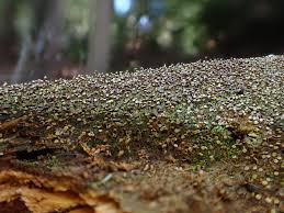 Attēlu rezultāti vaicājumam “Cribraria vulgaris young”