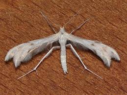 Attēlu rezultāti vaicājumam “Pterophoridae”