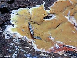 Attēlu rezultāti vaicājumam “Ceriporia”