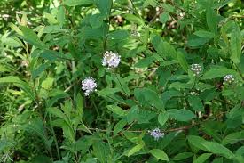 Attēlu rezultāti vaicājumam “Spiraea salicifolia”