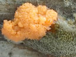 Attēlu rezultāti vaicājumam “Enteridium olivaceum”