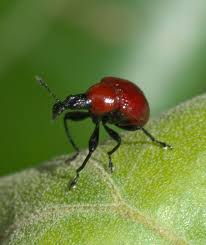 Attēlu rezultāti vaicājumam “Attelabidae”