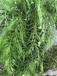 Attēlu rezultāti vaicājumam “Ceratophyllum demersum leaf”