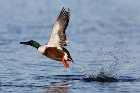 Attēlu rezultāti vaicājumam “Anas clypeata”