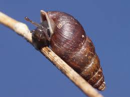 Attēlu rezultāti vaicājumam “Ena montana”