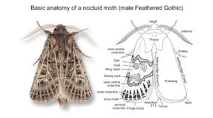 Attēlu rezultāti vaicājumam “Rusina ferruginea male”
