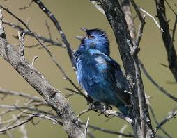 Image result for Passerina cyanea