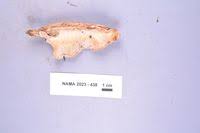 Attēlu rezultāti vaicājumam “Postia undosa”