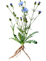 Image result for Zichorie