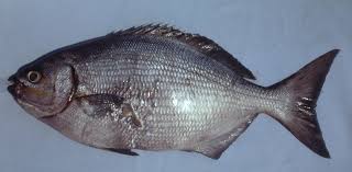 Image result for Kyphosus