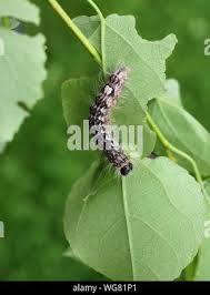 Attēlu rezultāti vaicājumam “Acronicta megacephala larva”