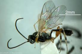 Attēlu rezultāti vaicājumam “Diderma cingulatum sessile”