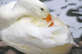 Attēlu rezultāti vaicājumam “Anas platyrhynchos eggs”