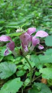 Attēlu rezultāti vaicājumam “Lamium maculatum”