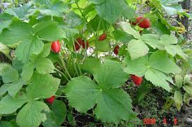 Attēlu rezultāti vaicājumam “Podophyllum hexandrum fruit”